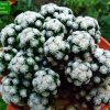 Mammillaria_ theresae_ f.polytomica _d1